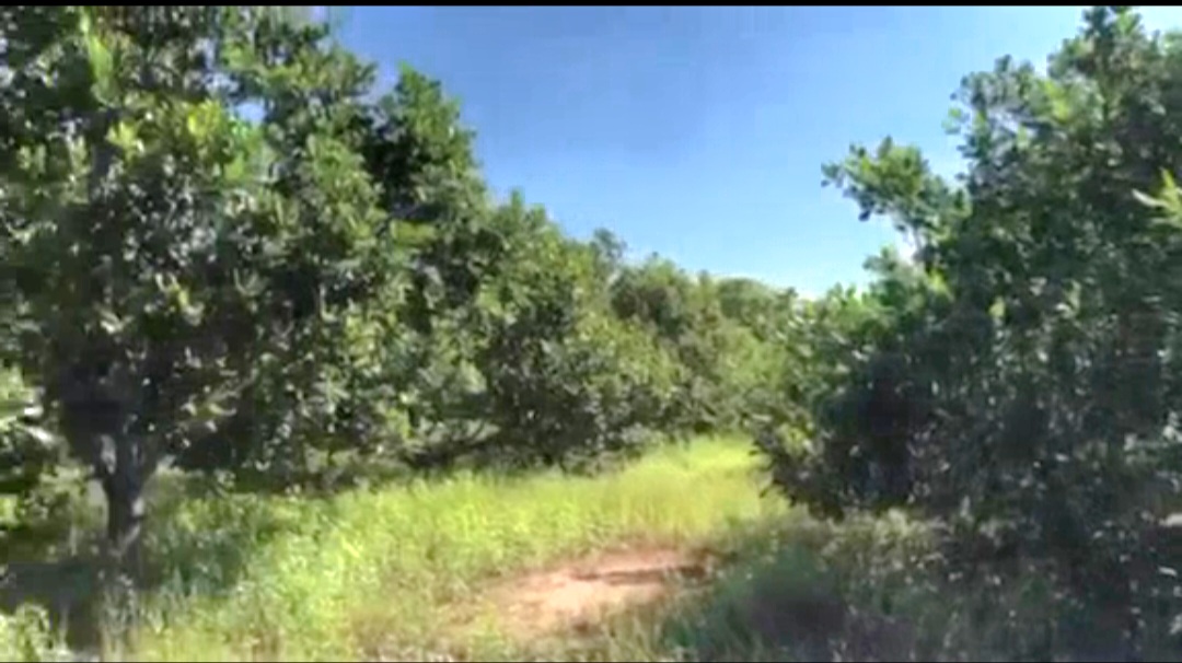 ĐẤT NỀN TRANG TRẠI 1,3 TỶ/36.733M CÓ 400M THỔ CƯ